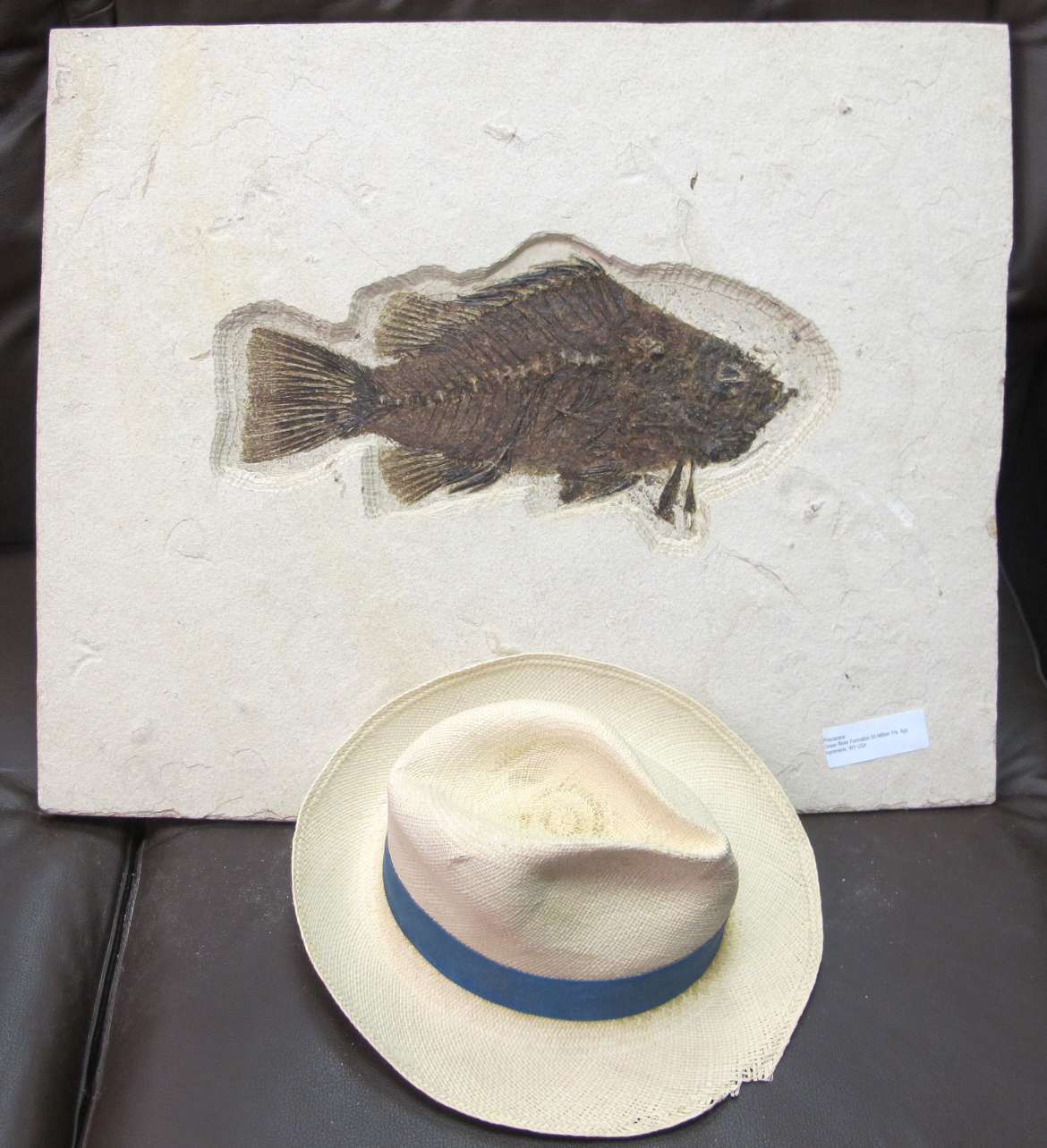 fossils fish and hat