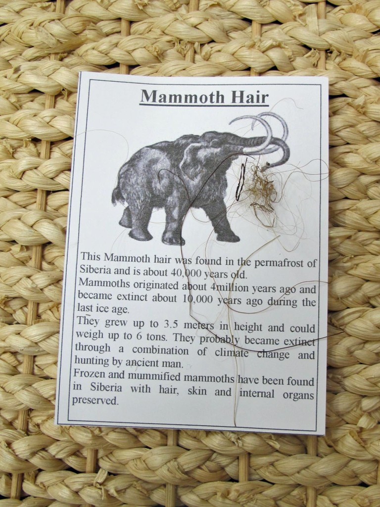 mammoth hair