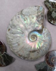 Pearly Cleoniceras Ammonite