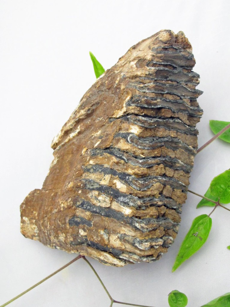 fossil mammoth tooth