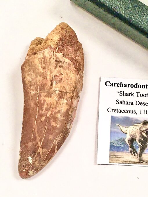 Carcharadontosaurus Tooth